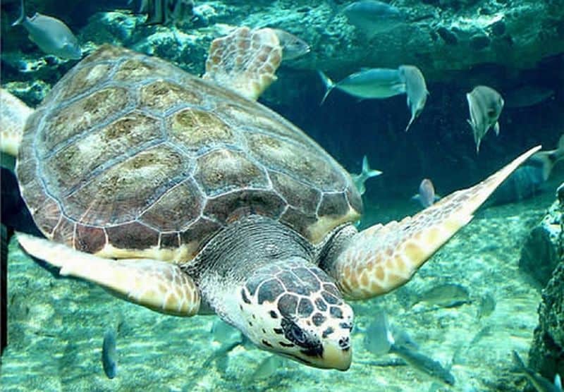 Loggerhead Turtle
