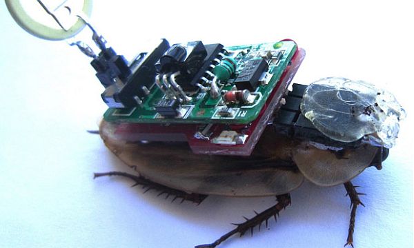 roboroach