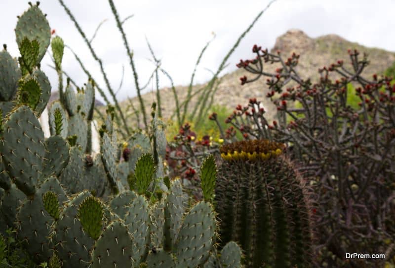 Xeriscaping