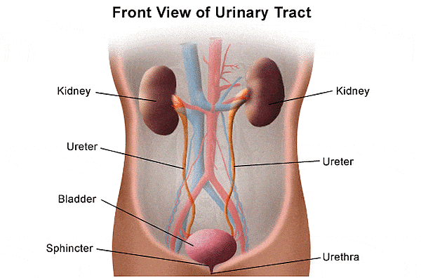 Natural cures for Urinary Tract Infections 3 55
